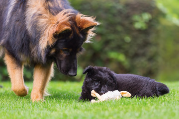 adult Old German Shepherd dog plays with a puppies on the lawn