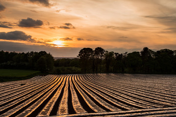 Fototapeta na wymiar Sun setting over farmed land