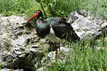 Vogel