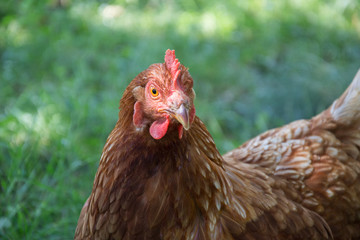 Hens feed on the traditional rural barnyard at sunny day. Detail of hen head. Chickens sitting in henhouse. Close up of chicken standing on barn yard with the chicken coop. Free range poultry farming