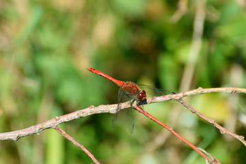 Libellule rouge 1
