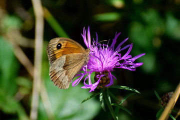 Papillon sur Chardon