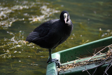 Foulque