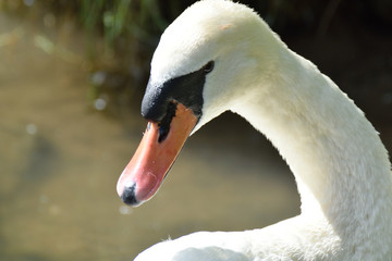 Cygne