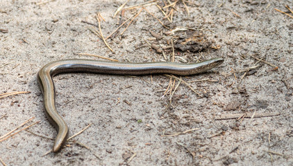 Obraz na płótnie Canvas Anguis fragilis, the slowworm, is a legless lizard native to Eurasia. Similar to a snake.