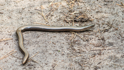 Anguis fragilis, the slowworm, is a legless lizard native to Eurasia. Similar to a snake.