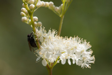 Fliege auf weißer Blume