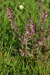 
Roter Zahntrost (Odontites vulgaris)