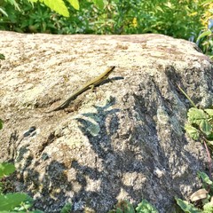 Reptilie sonnt sich auf einem Felsen