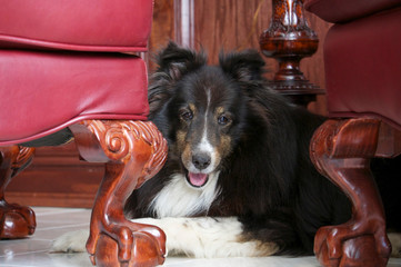 Shetland Sheepdog sitting under table
