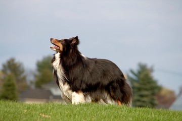 shetland sheepdog profile