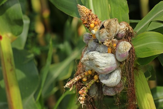 Von Maisbeulenbrand (Ustilago maydis) befallener Maiskolben
