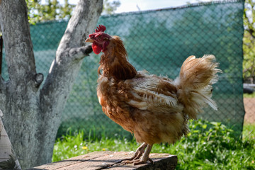 Hens feed on the traditional rural barnyard at sunny day. Detail of hen head. Chickens sitting in henhouse. Close up of chicken standing on barn yard with the chicken coop. Free range poultry farming
