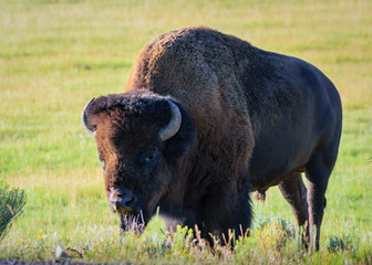 American Bison or Buffalo in Madison River Valley, Wyoming. Yellowstone National Park
