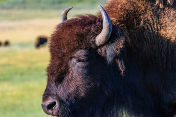 Closeup, portrait, profile of an American Bison.