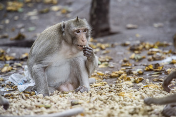 Monkey eating nut.
