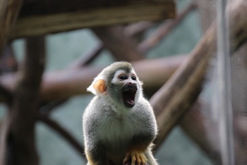 monkey ape closeup open mouth shouting