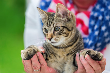 woman holds a cute kitten in the hands