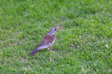 Thrush looking for insects in the grass