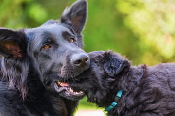 Old German Shepherd mother and puppy