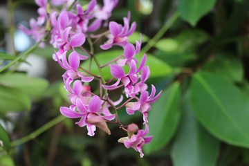 Naklejka premium Orchid pink color in nature background