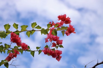 Bougainvillea pink color on blue background