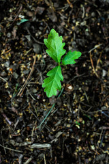 An oak sapling seen from above, the soil is blurry in the background.