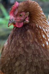 Hens feed on the traditional rural barnyard at sunny day. Detail of hen head. Chickens sitting in henhouse. Close up of chicken standing on barn yard with the chicken coop. Free range poultry farming