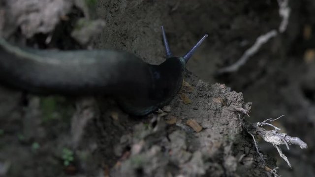 Snail-Gastropoda slow goes - (4K)