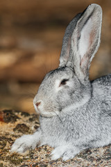 grey rabbit in green grass on the farm