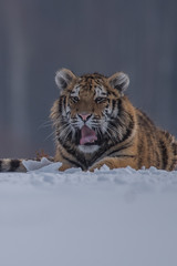 Fototapeta na wymiar Siberian tiger from front view, runing to hunt down prey i n winter on snow. (Panthera tigris)