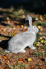 grey rabbit in green grass on the farm