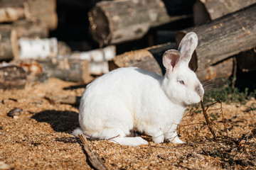 grey rabbit in green grass on the farm
