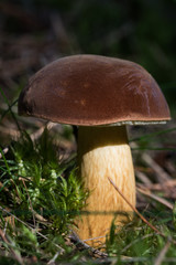 Maronen Pilz auf dem Waldboden in Nahaufnahme