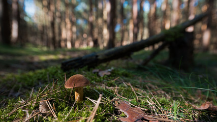 Maronen Pilz auf dem Waldboden in Nahaufnahme - 169757366