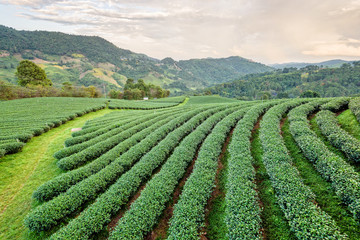Beautiful natural landscape of green tea plantation in the mountains under the evening sunlight on Doi Mae Salong, Chiang Rai is a famous tourist destination in northern Thailand.