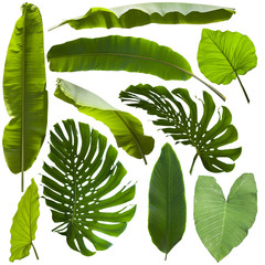 tropical jungle leaves background - 169757941