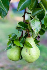 Green Bartlett pears or Williams pears growing in pear tree 