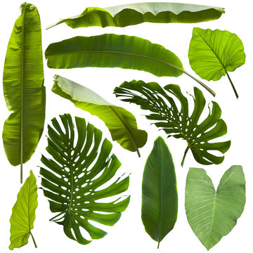 Fototapeta tropical jungle leaves background