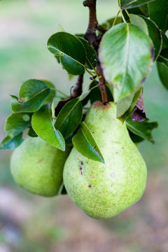 Green Bartlett pears or Williams pears growing in pear tree 