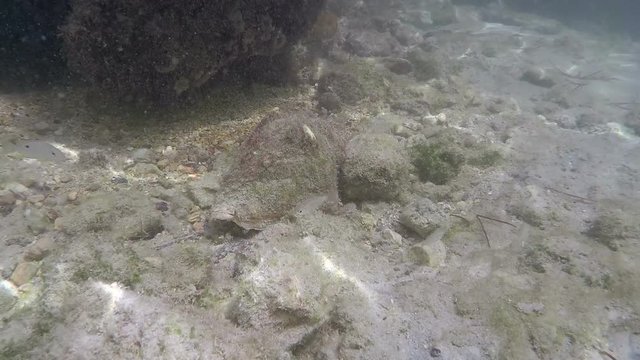 Picking up a queen Conch in the water to show the camera 