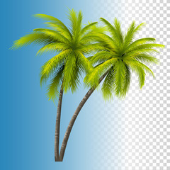 Green Coconut Palm