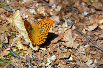 Colorful butterfly ( Argynnis (Argynnis) paphia (Linnaeus, 1758) ) on the thistle flower in Val d'Aveto natural park - Liguria - Italy