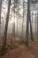 Obraz premium Foggy morning sun light forest