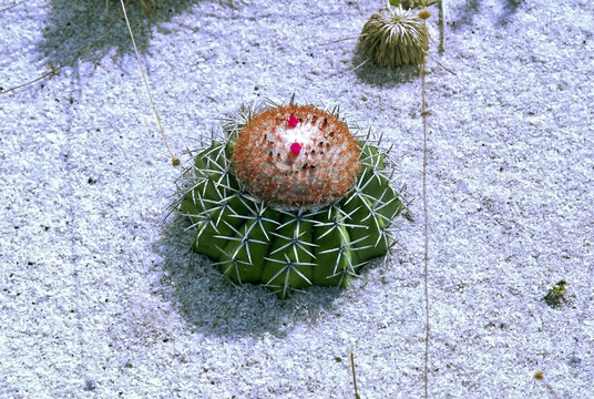 Melocactus Violaceus" Images  Browse 14 Stock Photos, Vectors, and Video |  Adobe Stock