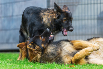 two Old German Shepherd dogs fighting in the garden