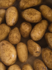 Dirty uncooked and unpeeled medium sized potatoes on kitchen sink with water for washing