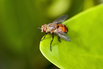 Mosca (Diptera) | Fly fotografado em Guarapari, Espírito Santo -  Sudeste do Brasil. Bioma Mata Atlântica.