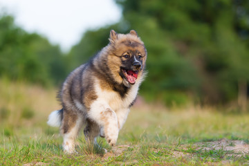 cute elo puppy runs outdoors