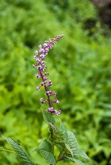 Flor de Fitolaca (Phytolacca sp) | Pokeweed fotografado em Guarapari, Espírito Santo -  Sudeste do Brasil. Bioma Mata Atlântica.
